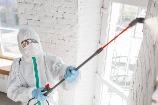 Best Mold Prevention Services  in Winnsboro, TX