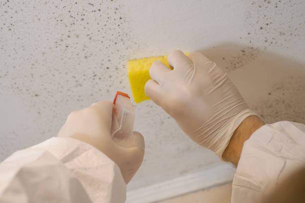 Best Residential Mold Inspection & Testing  in Winnsboro, TX