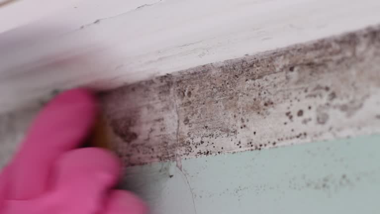  Winnsboro, TX Mold Removal Pros